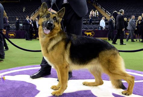 The French Bulldog has won Best in Show at the 2022 National Dog Show. . National dog show 2022 german shepherd